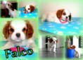 /album/falco-royal-highness-psik-blenheim/steniatka-f-7-tyzdnov2-jpg/